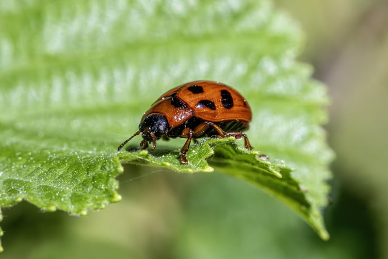 Integrated Pest Mgmt