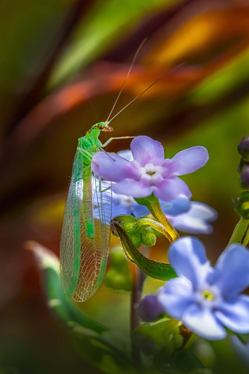 Green Lacewing