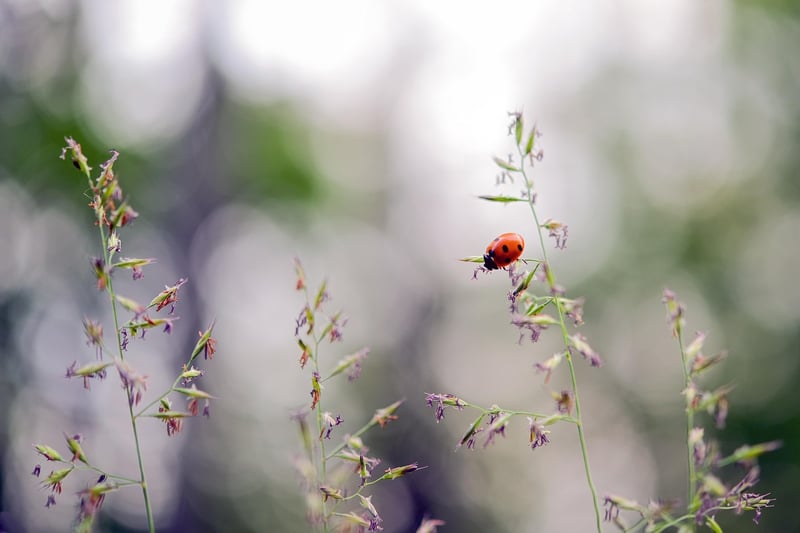 Ladybug