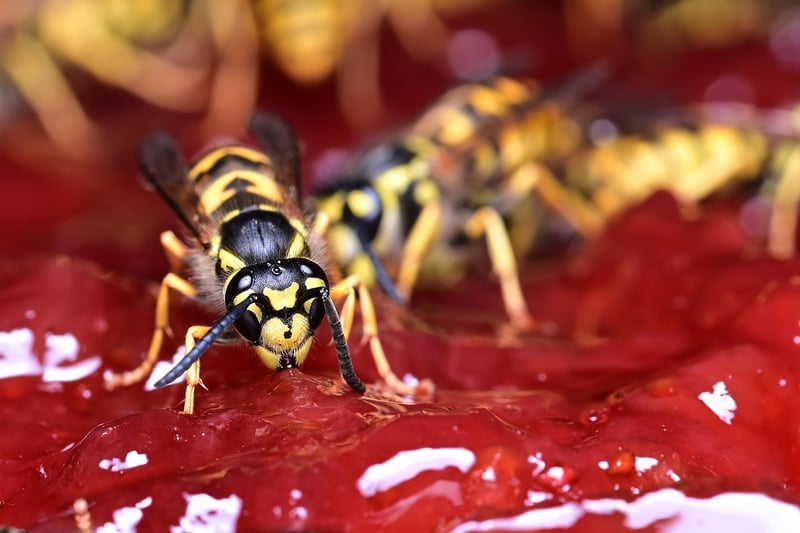 Parasitic Wasp